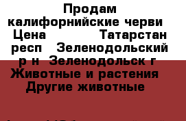 Продам калифорнийские черви › Цена ­ 4 000 - Татарстан респ., Зеленодольский р-н, Зеленодольск г. Животные и растения » Другие животные   